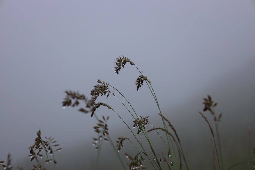 a close-up of some plants