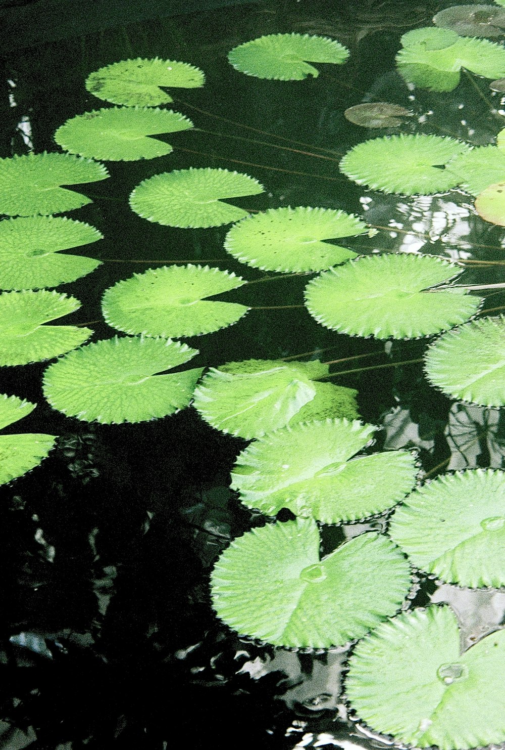 a group of lily pads