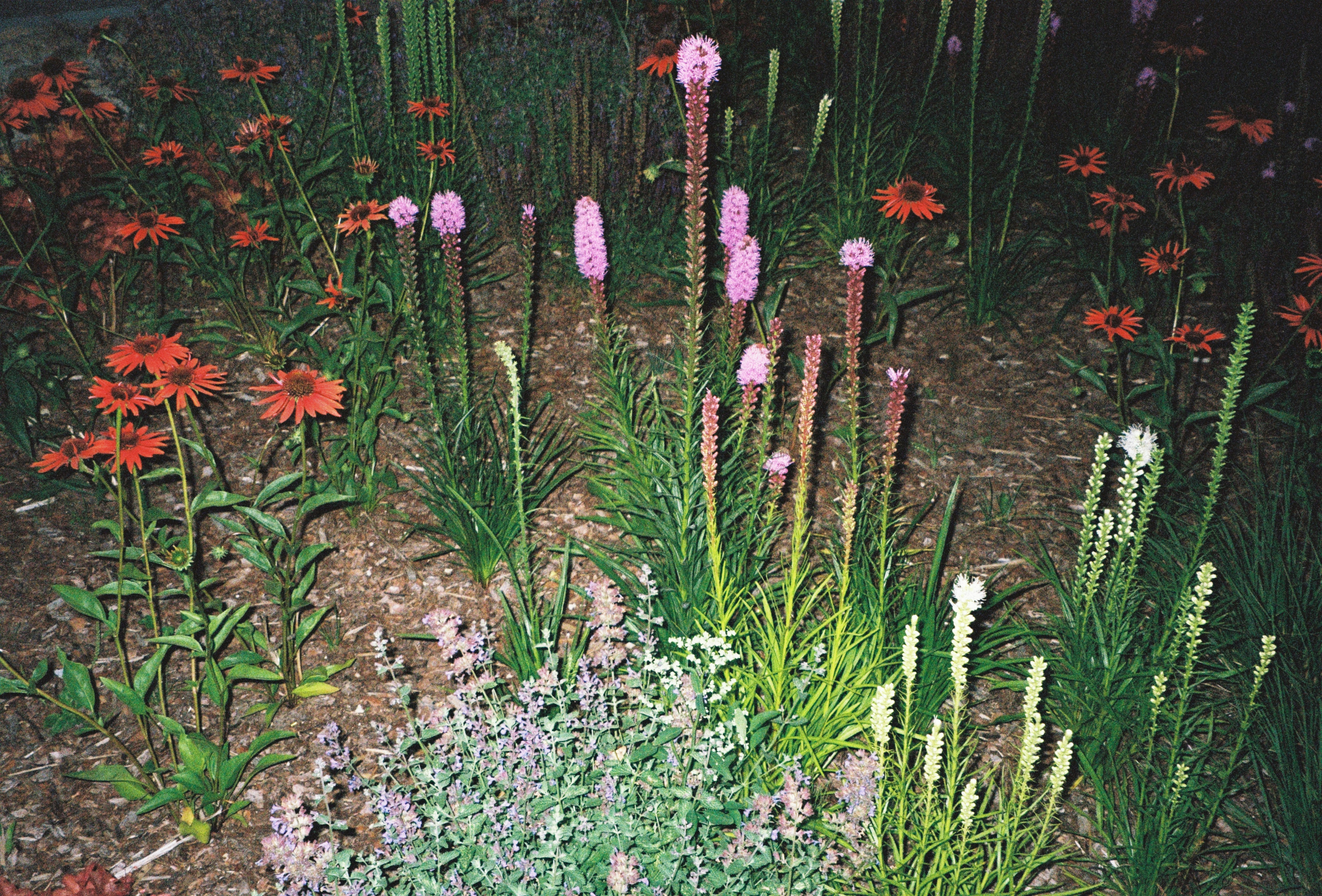 Eine Gruppe von Blumen