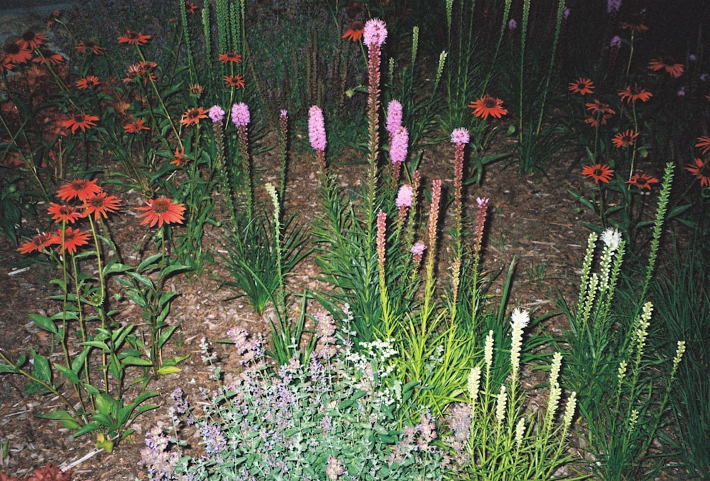 Un grupo de flores