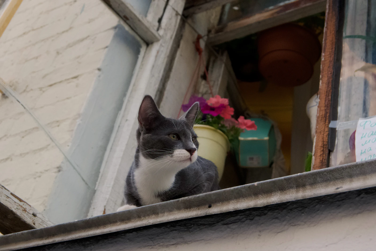 Cats in Summer Heat: The Signs of Feline Heat Stress Owners Miss
