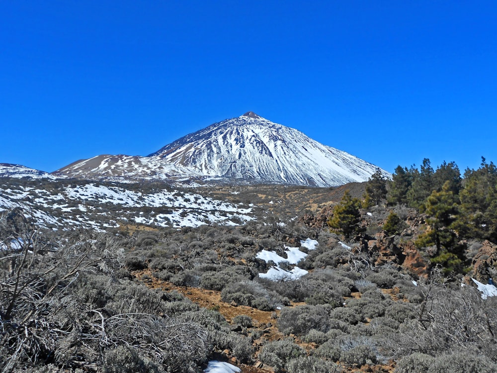a snowy mountain with trees with Teide in the background