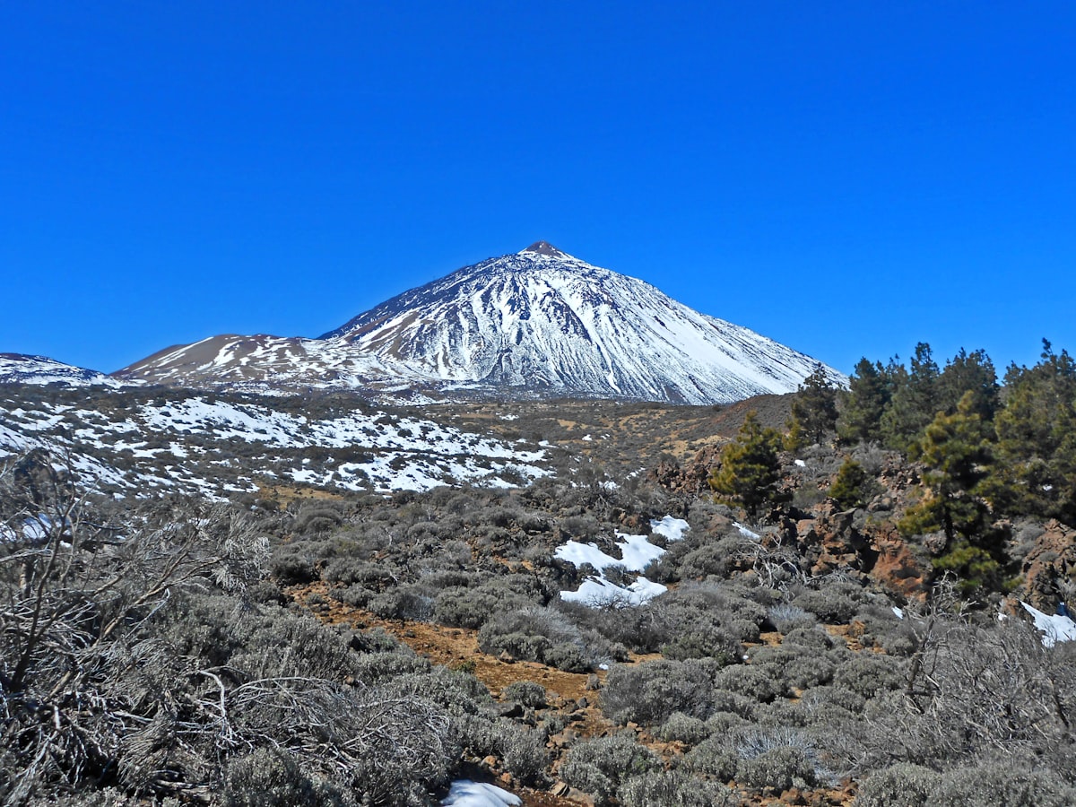 Tenerife March — Teide volcano with spring wildflowers