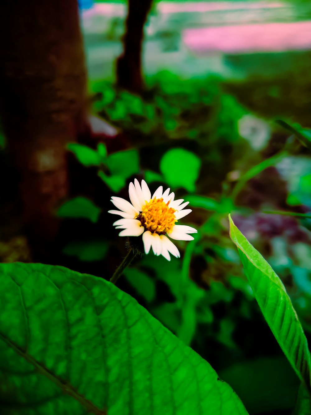 a flower with leaves