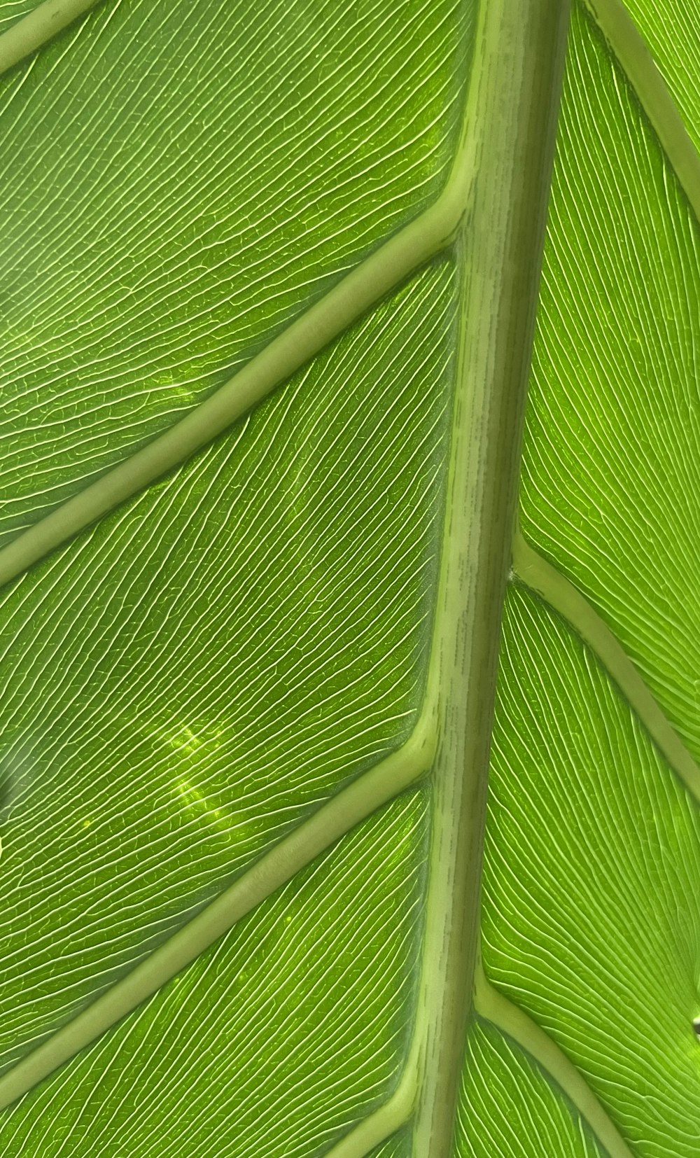 close up of a leaf