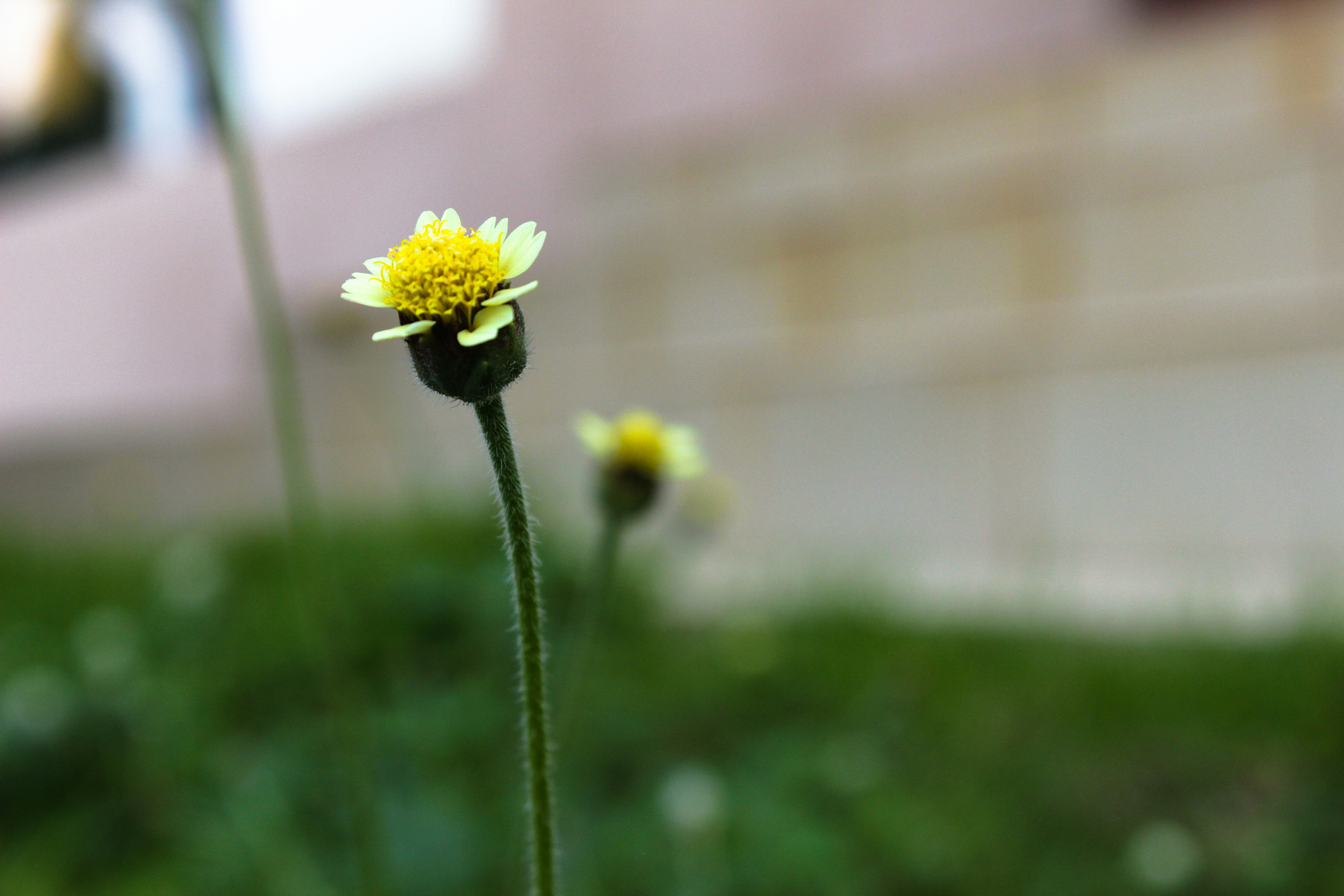 Photo by macrufus1