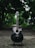 A black acoustic guitar stands upright on a support in the middle of a serene pathway lined with lush green trees. The background is out of focus, adding depth and highlighting the glossy texture of the guitar.