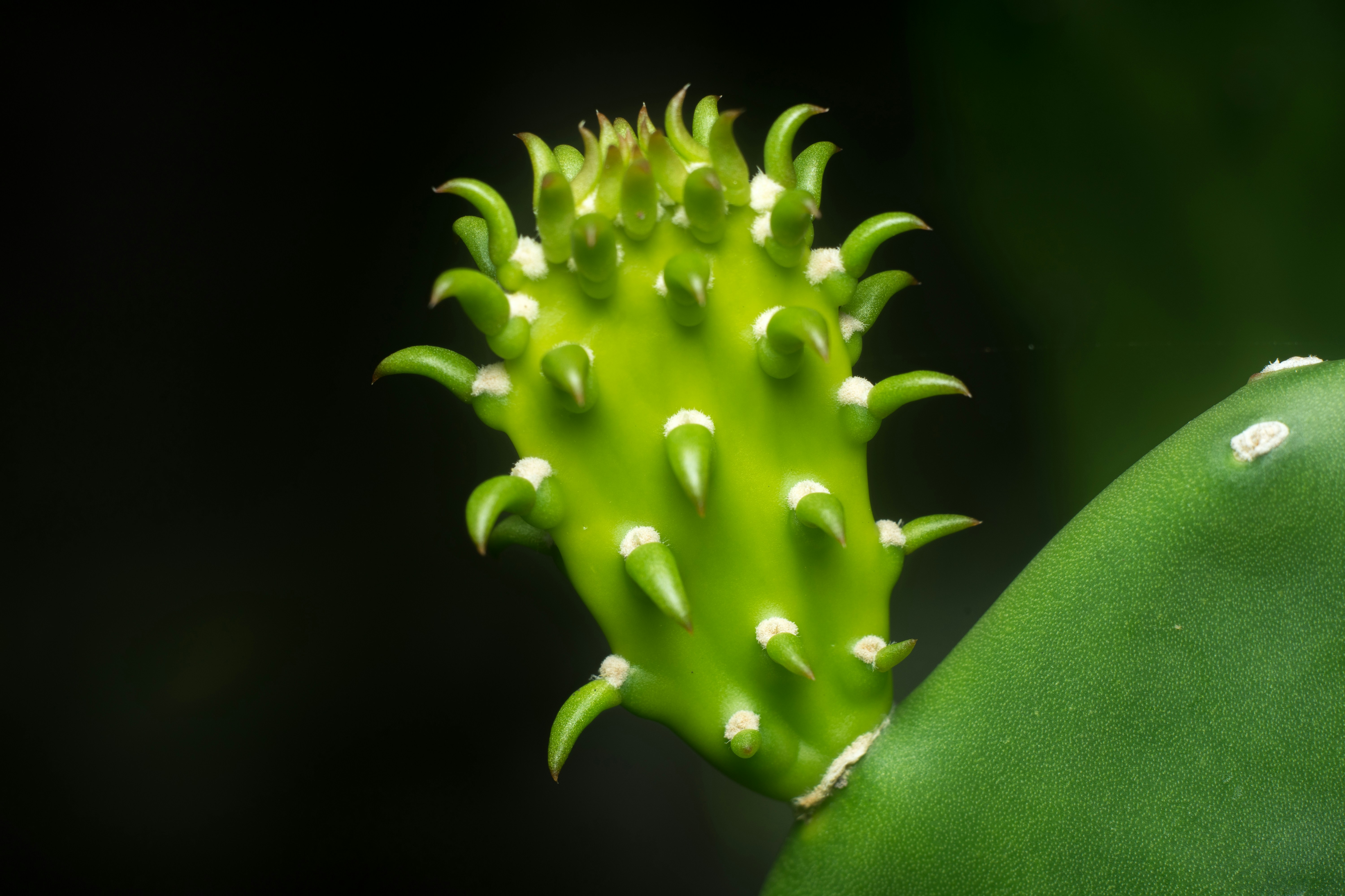 A vibrant green barrel cactus showcasing its unique shape and spines