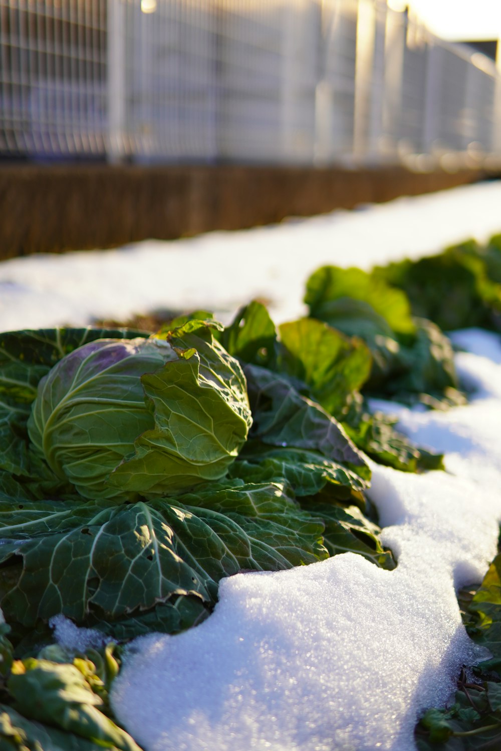 a plant in the snow