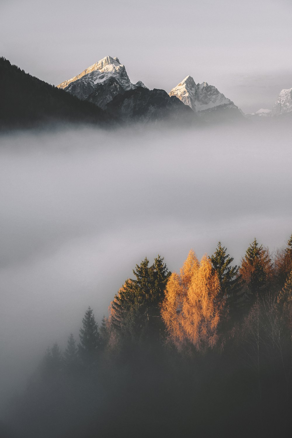 a snowy mountain with trees in front of it