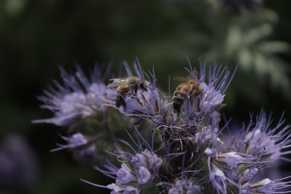 a bee on a flower