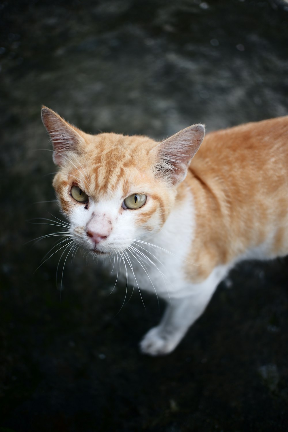 a cat with a sad expression