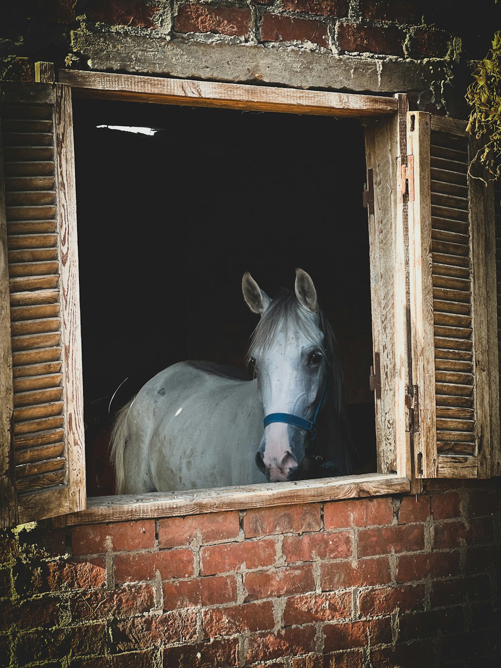 a horse looking out a window