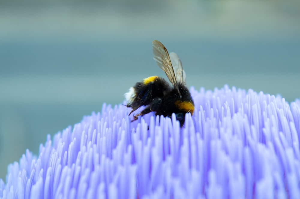 a bee on a flower