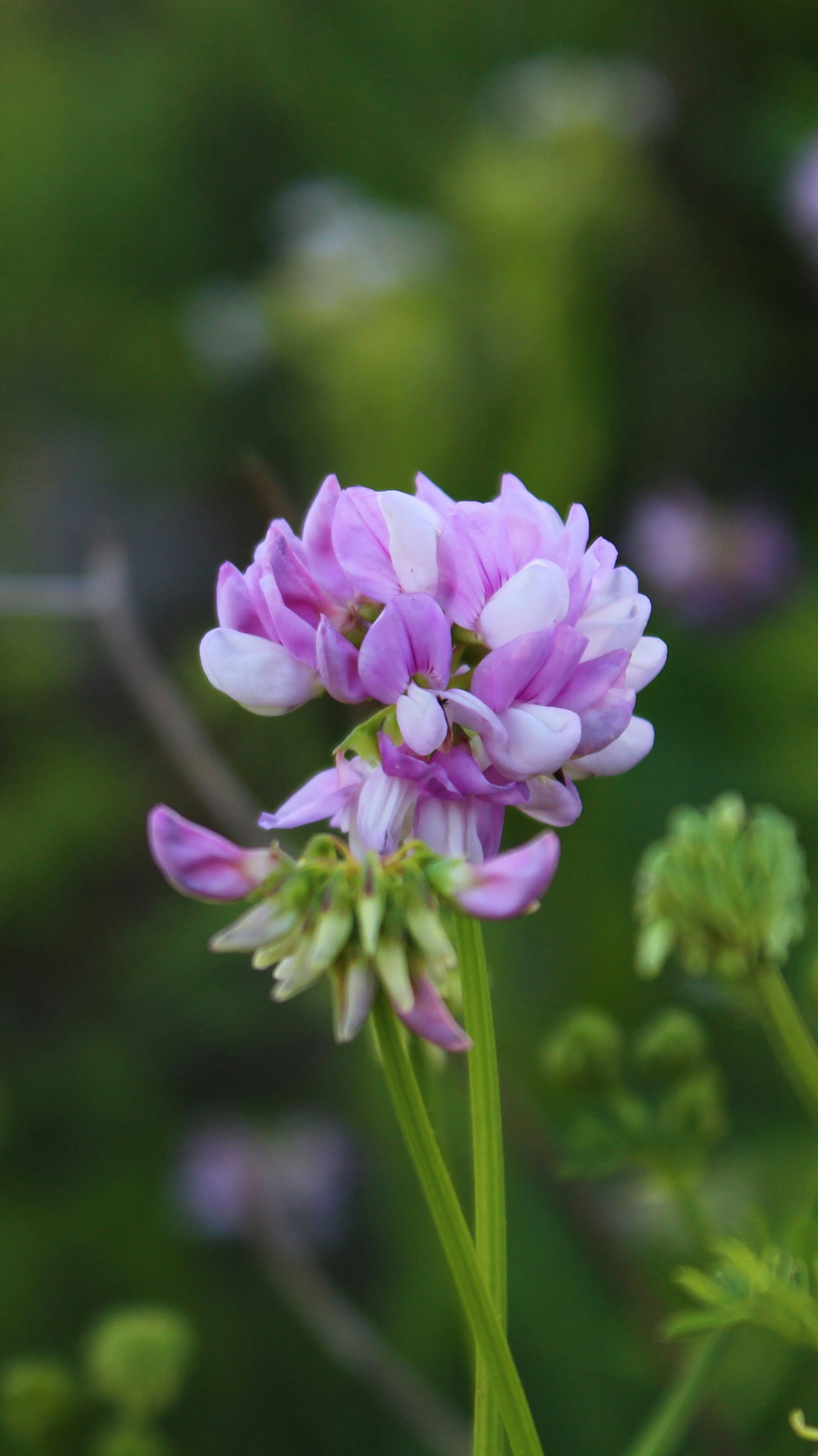 Photo by yoursadclown