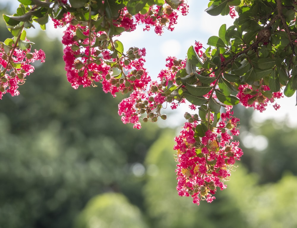 a tree with pink flowers