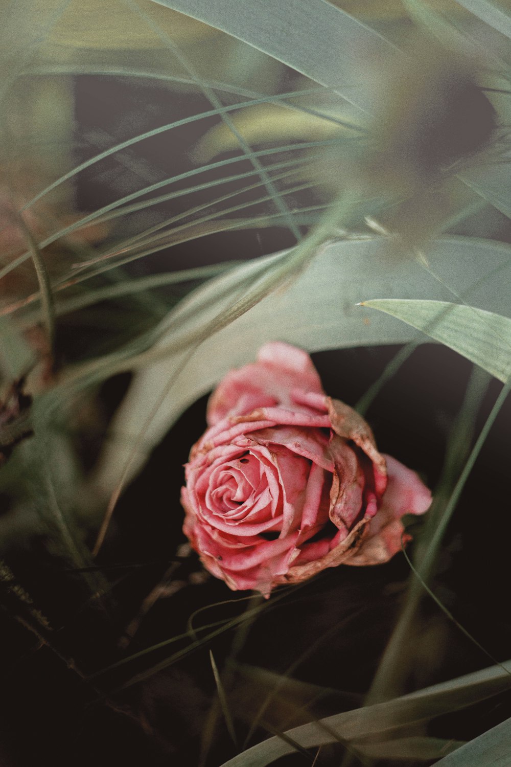 a pink rose with green leaves