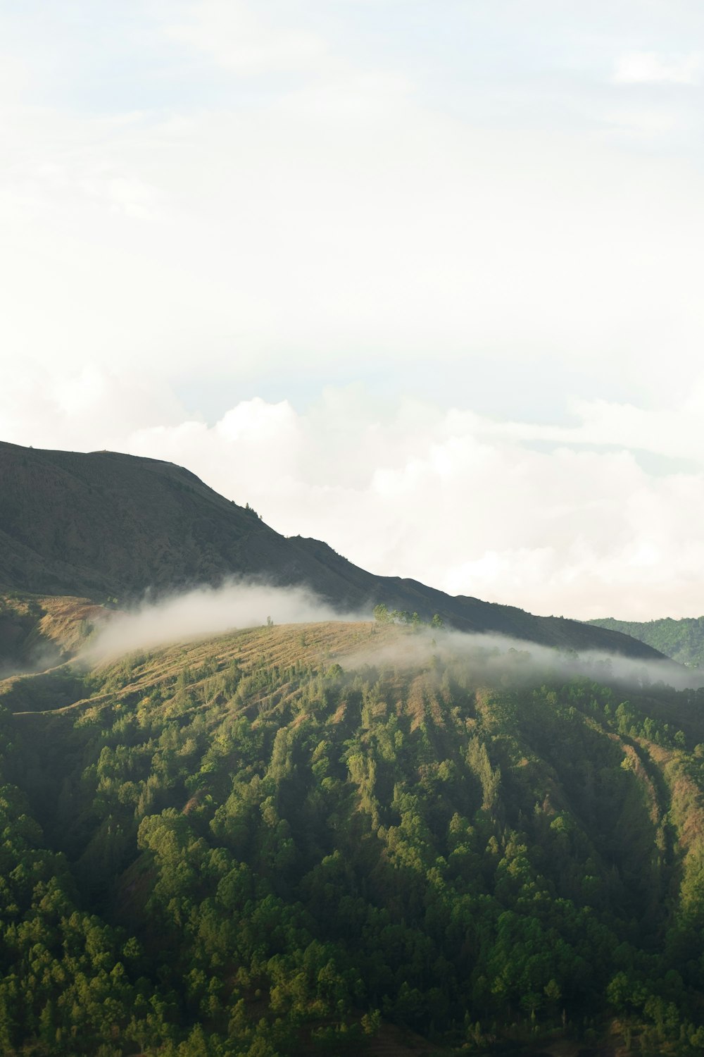 a forest with a foggy sky