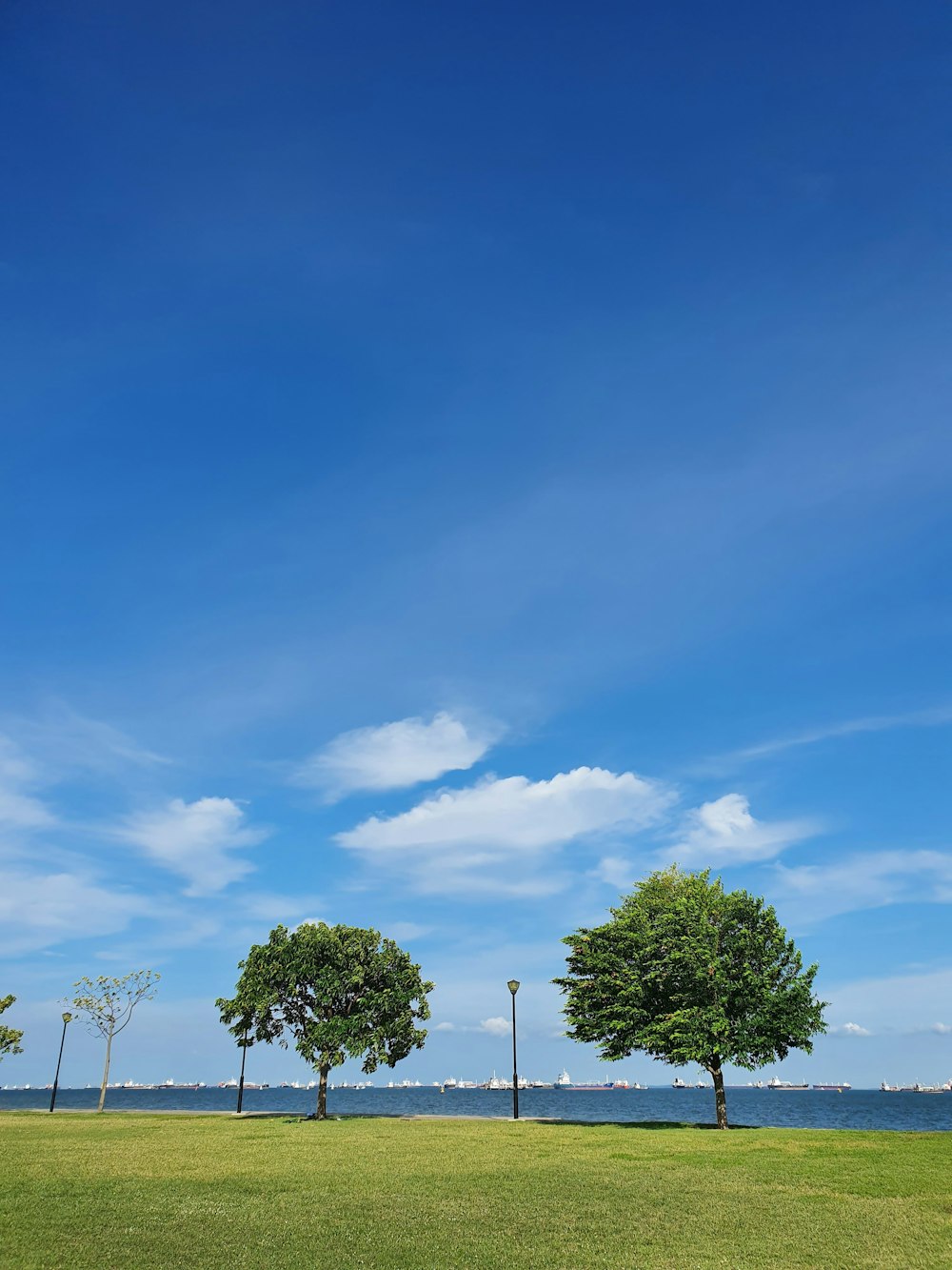 a group of trees in a grassy field