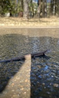 A small reptile, possibly a lizard or salamander, is stretched across a wet, textured surface. The background features an out-of-focus natural setting with brown and green hues, suggesting a forest or wooded area.