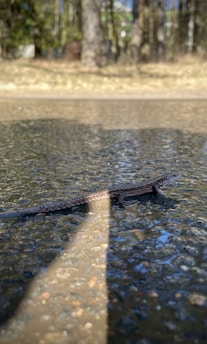 A small reptile, possibly a lizard or salamander, is stretched across a wet, textured surface. The background features an out-of-focus natural setting with brown and green hues, suggesting a forest or wooded area.