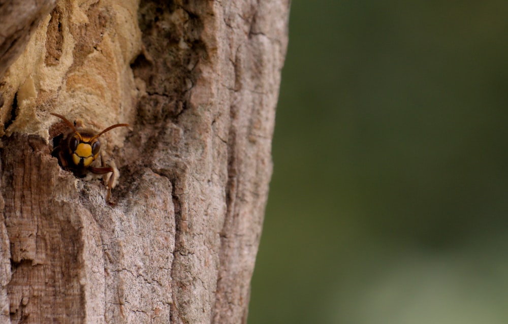 a bee on a tree