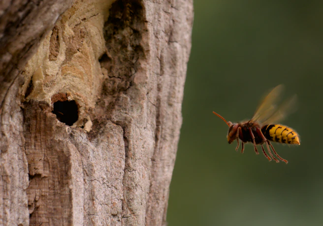 a bee on a tree