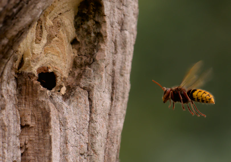 a bee on a tree