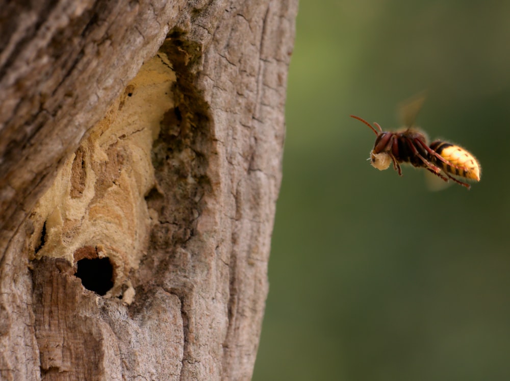 a bug on a tree