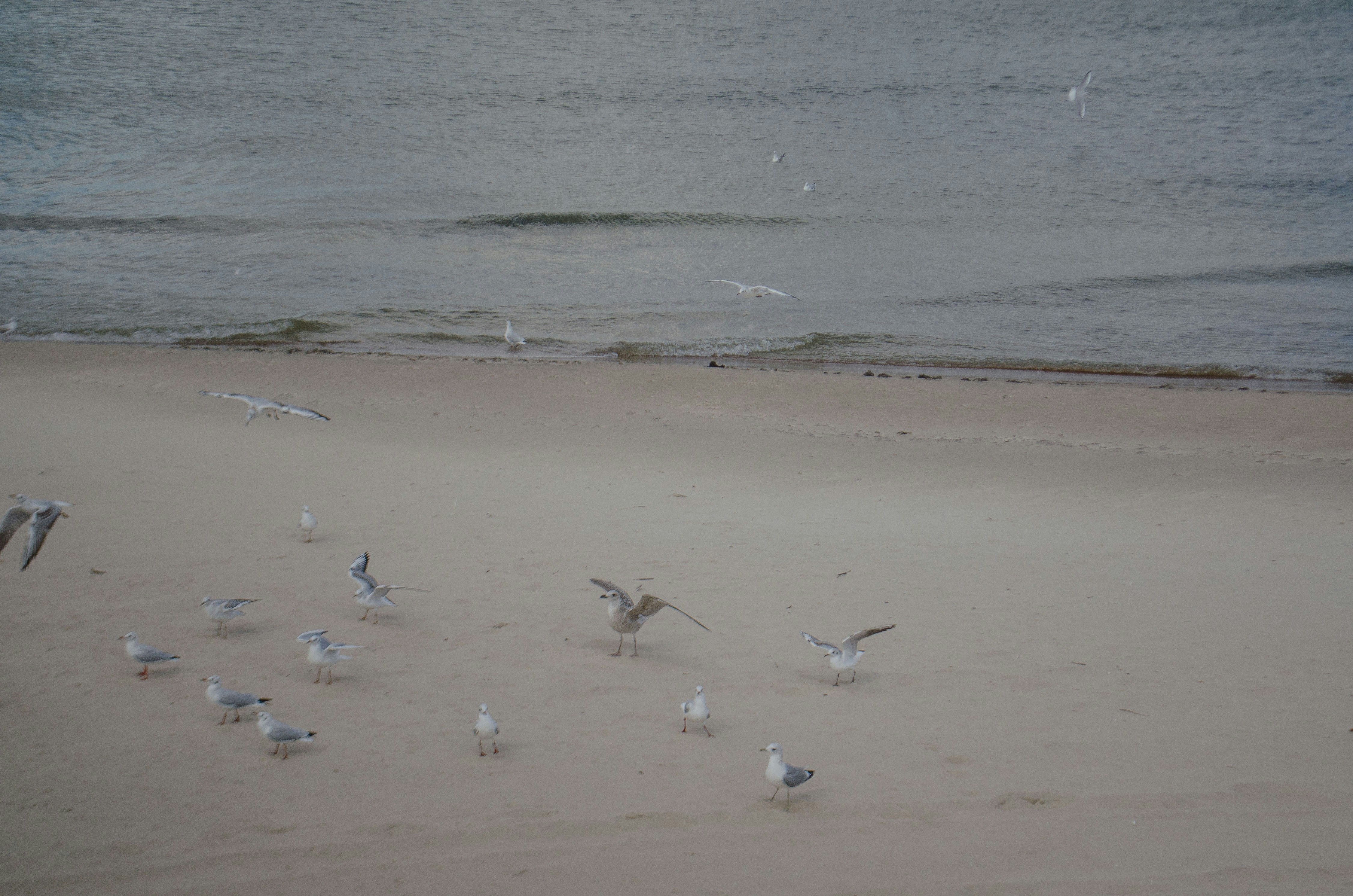 Palanga – Transportation & Getting Around