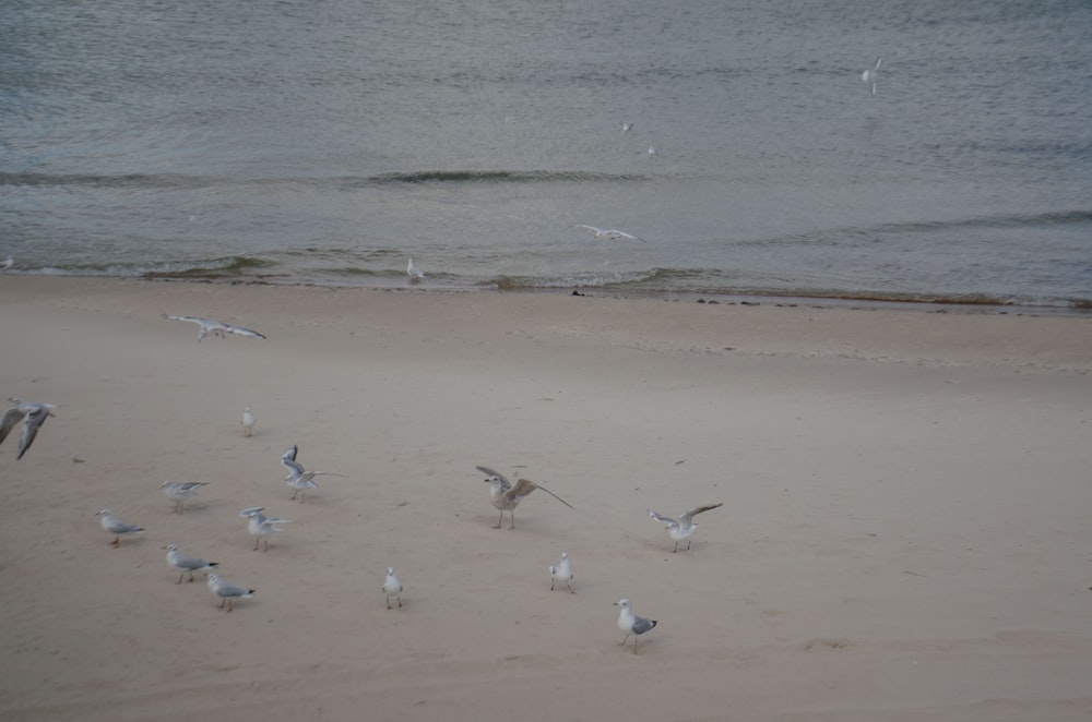oiseaux sur la plage