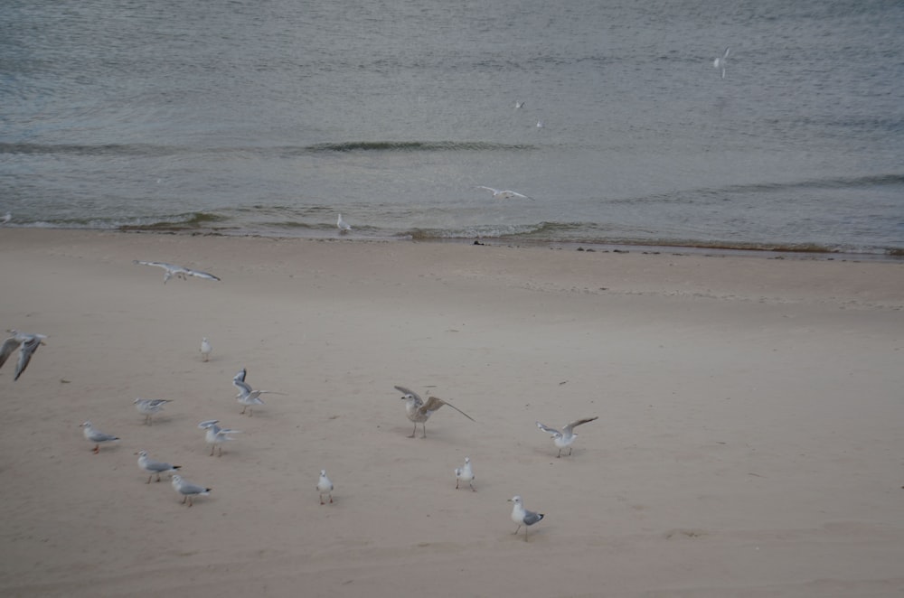 birds on the beach