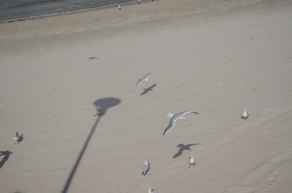 birds on the beach