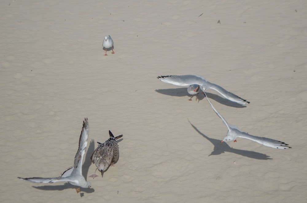 oiseaux survolant la plage