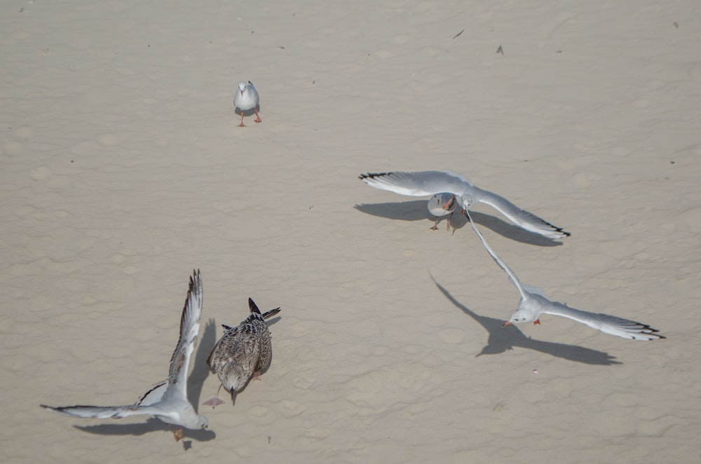 birds flying over the beach