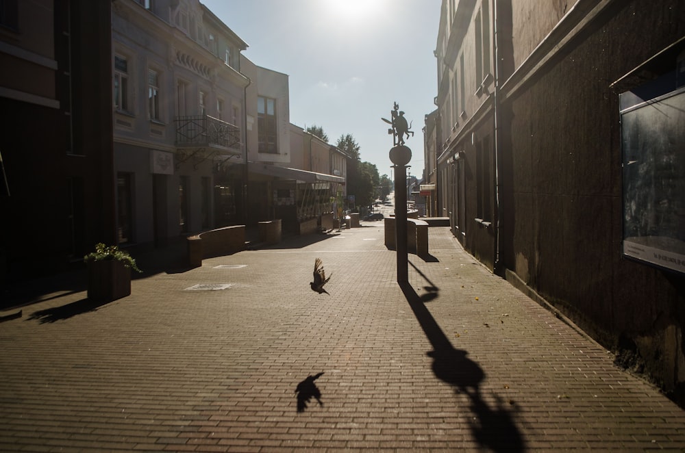 a bird on a brick road between buildings