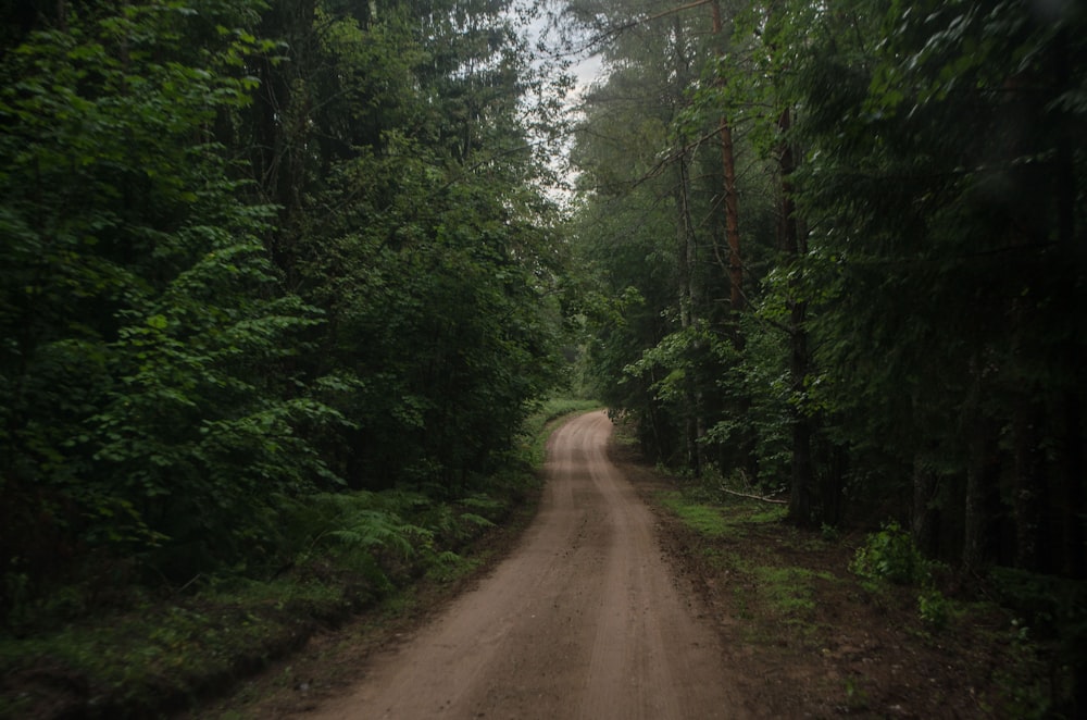 a dirt road in the middle of a forest