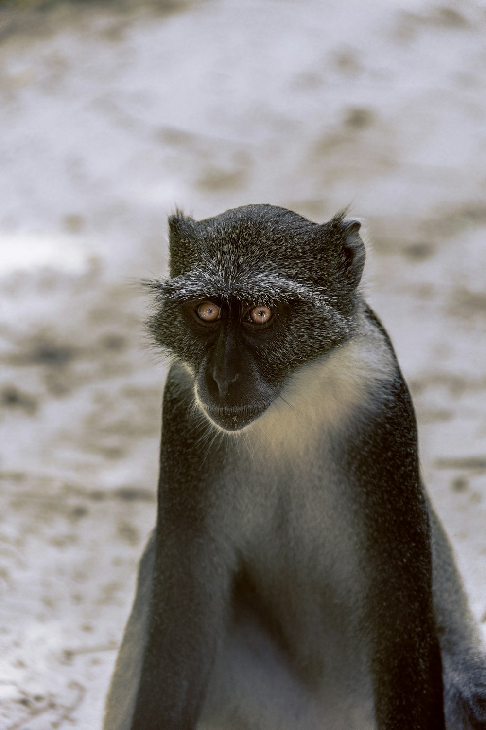 a black monkey with a white background