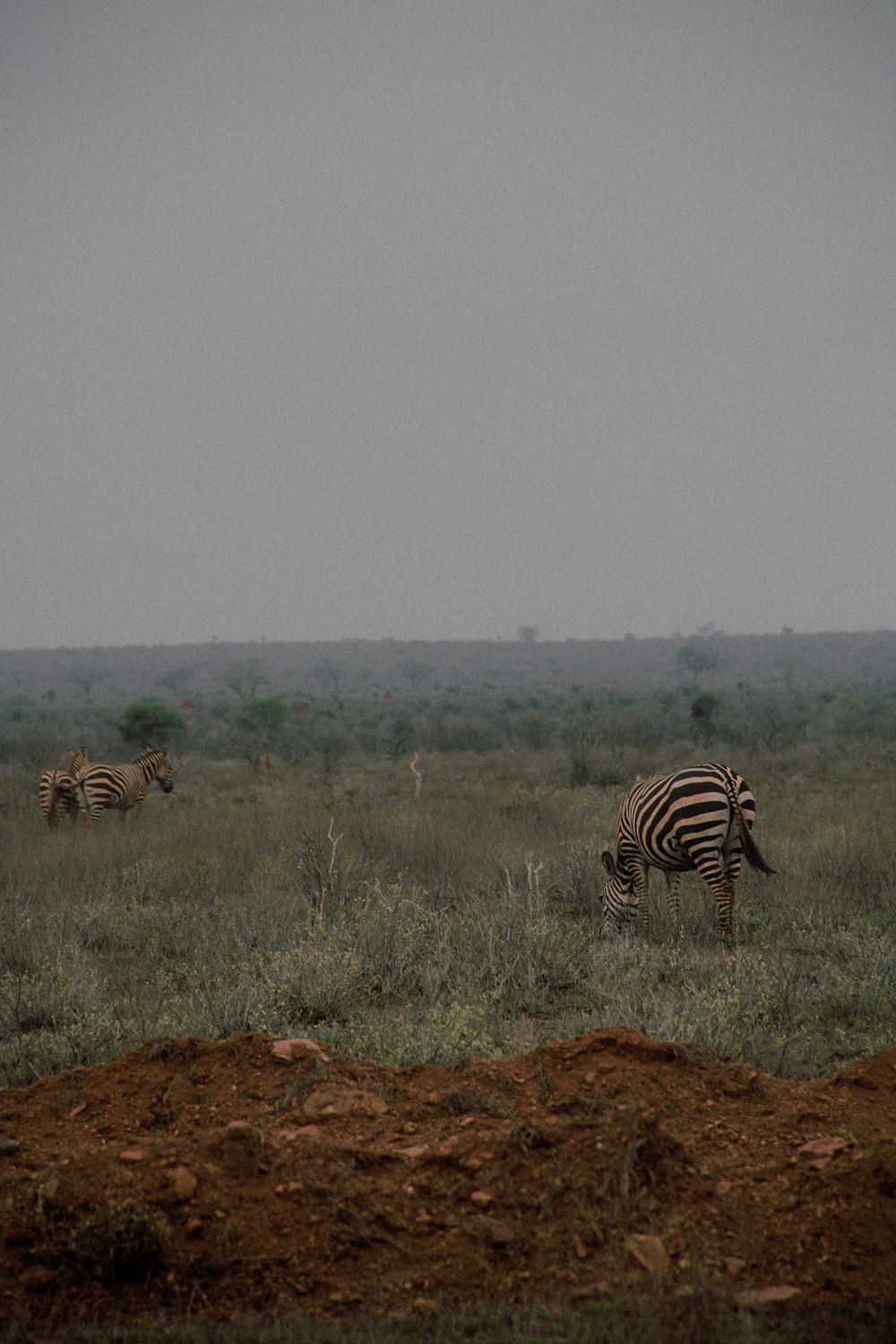 zebras grazing in the grass