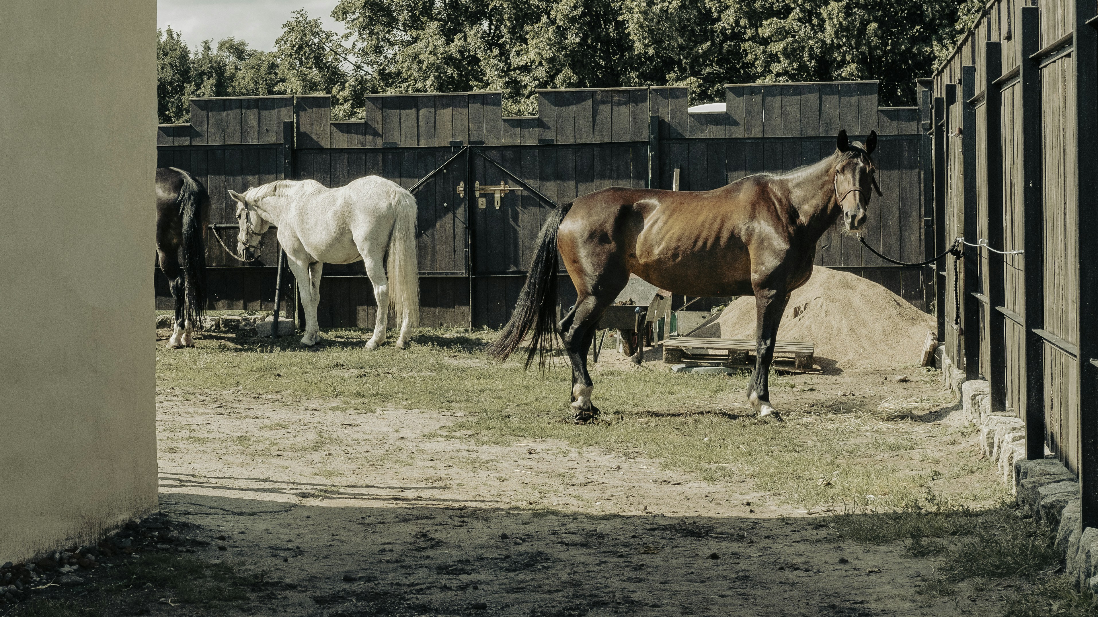 horses in a fenced in area