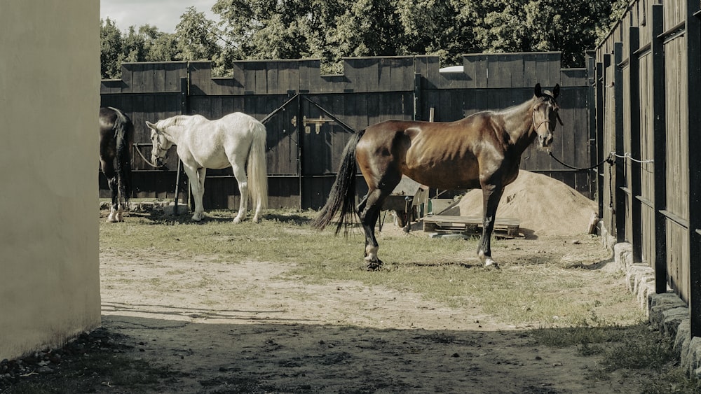 horses in a fenced in area
