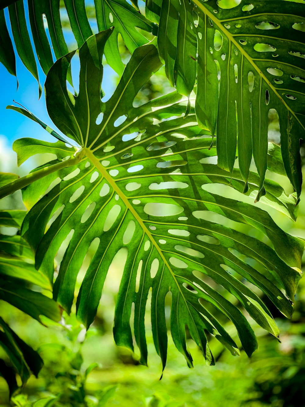 close-up of a plant