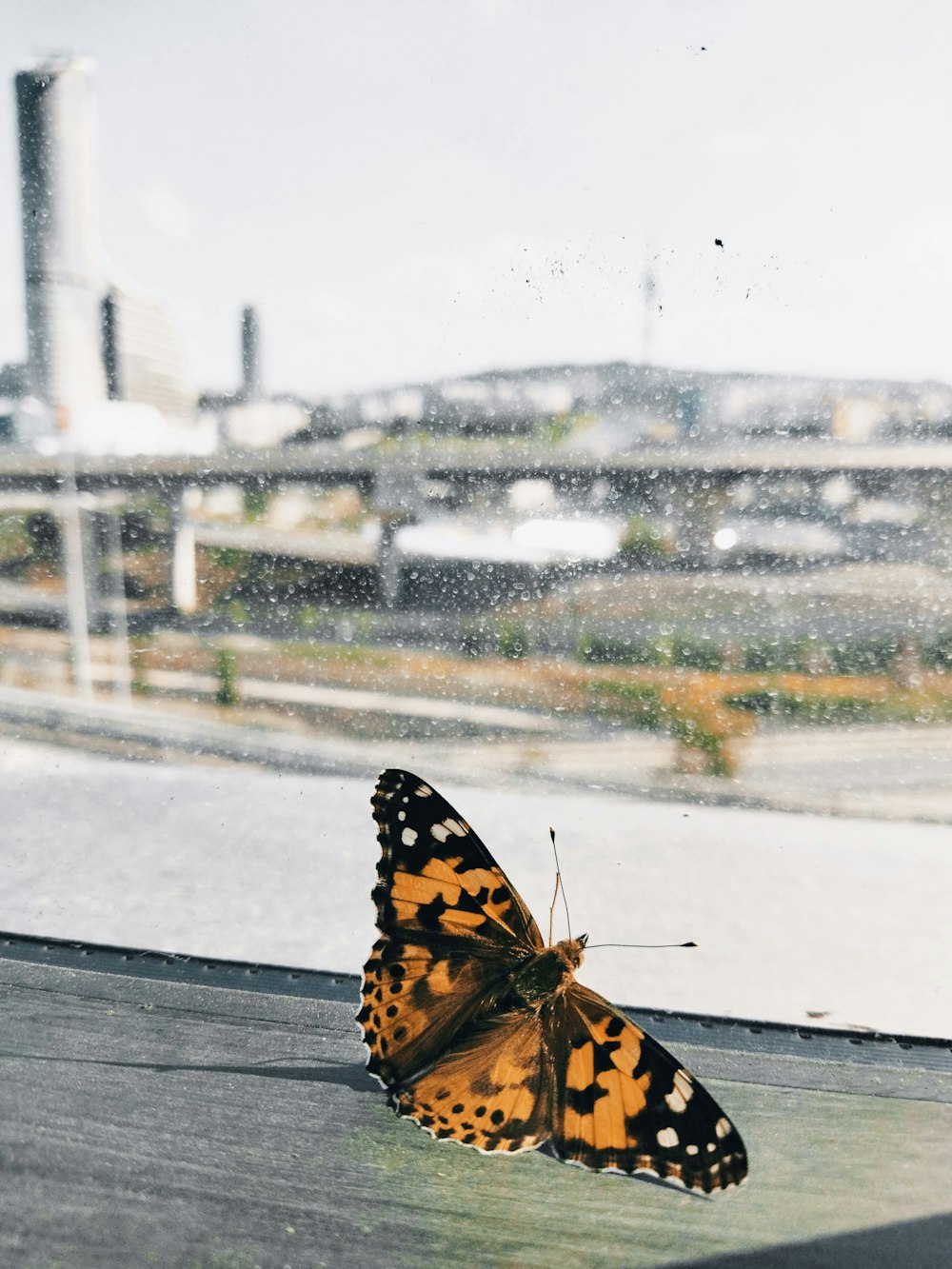 a butterfly on a window
