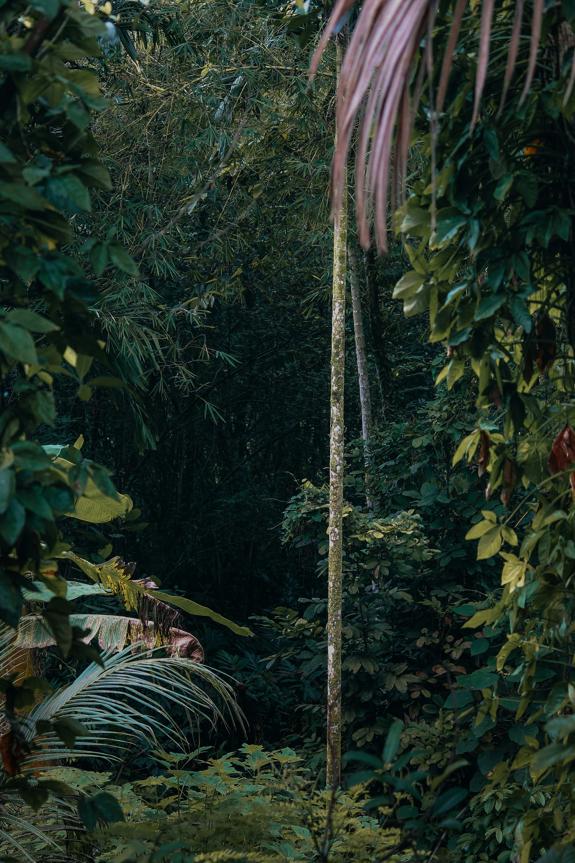 tropical forest wallpaper, wallpaper, Camping in Humidity: Essential Tips & Gear 6