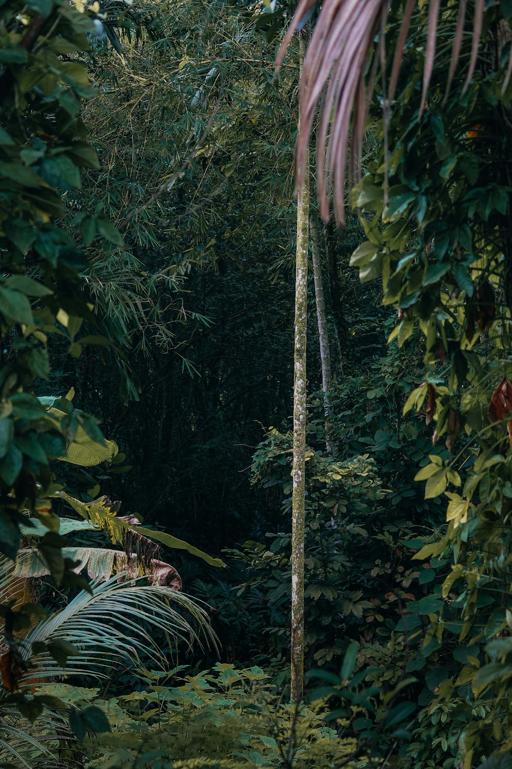 a tall tree with many leaves