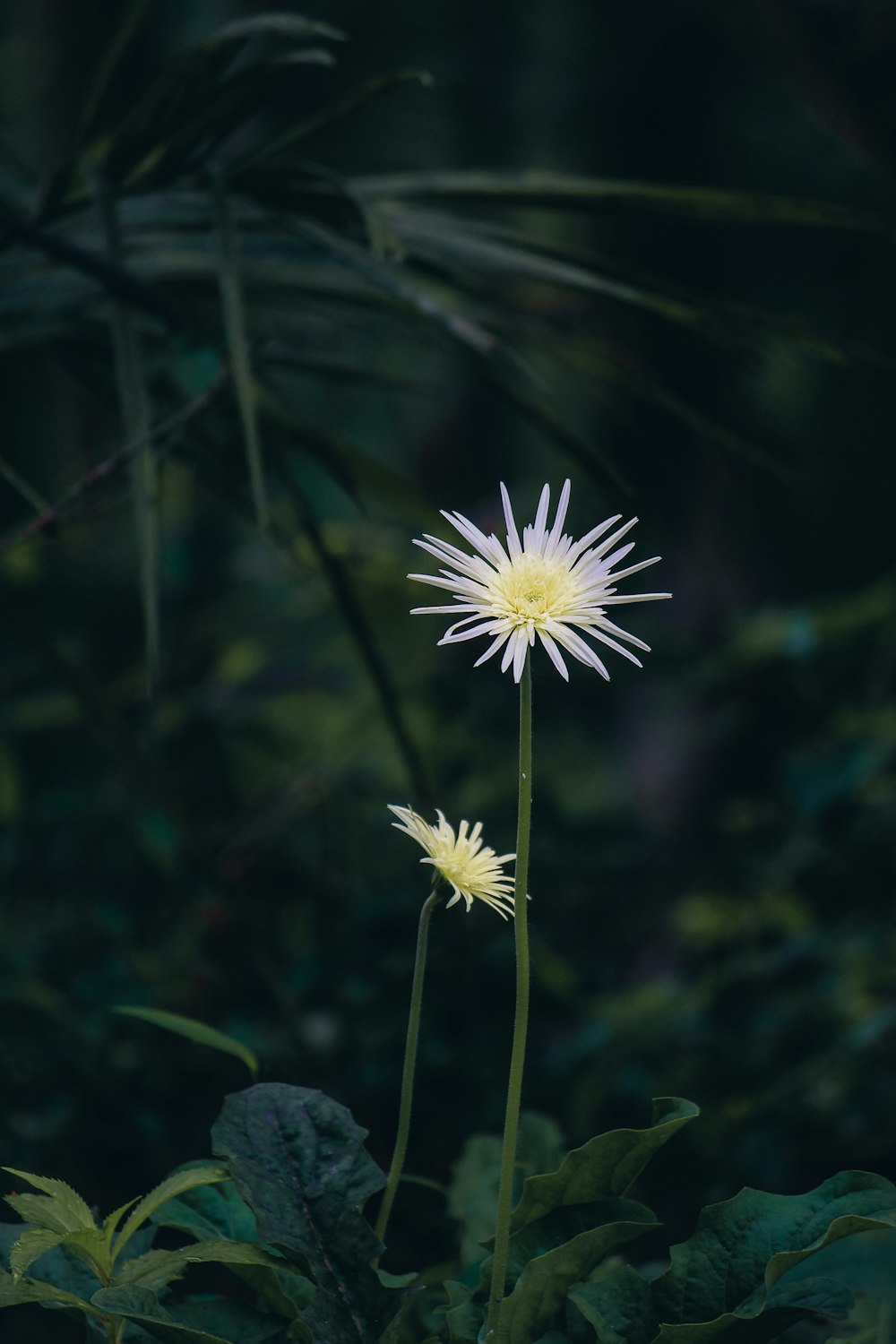 a flower with leaves