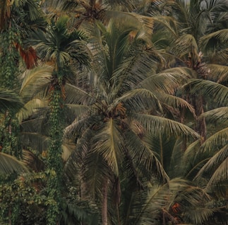 a group of palm trees