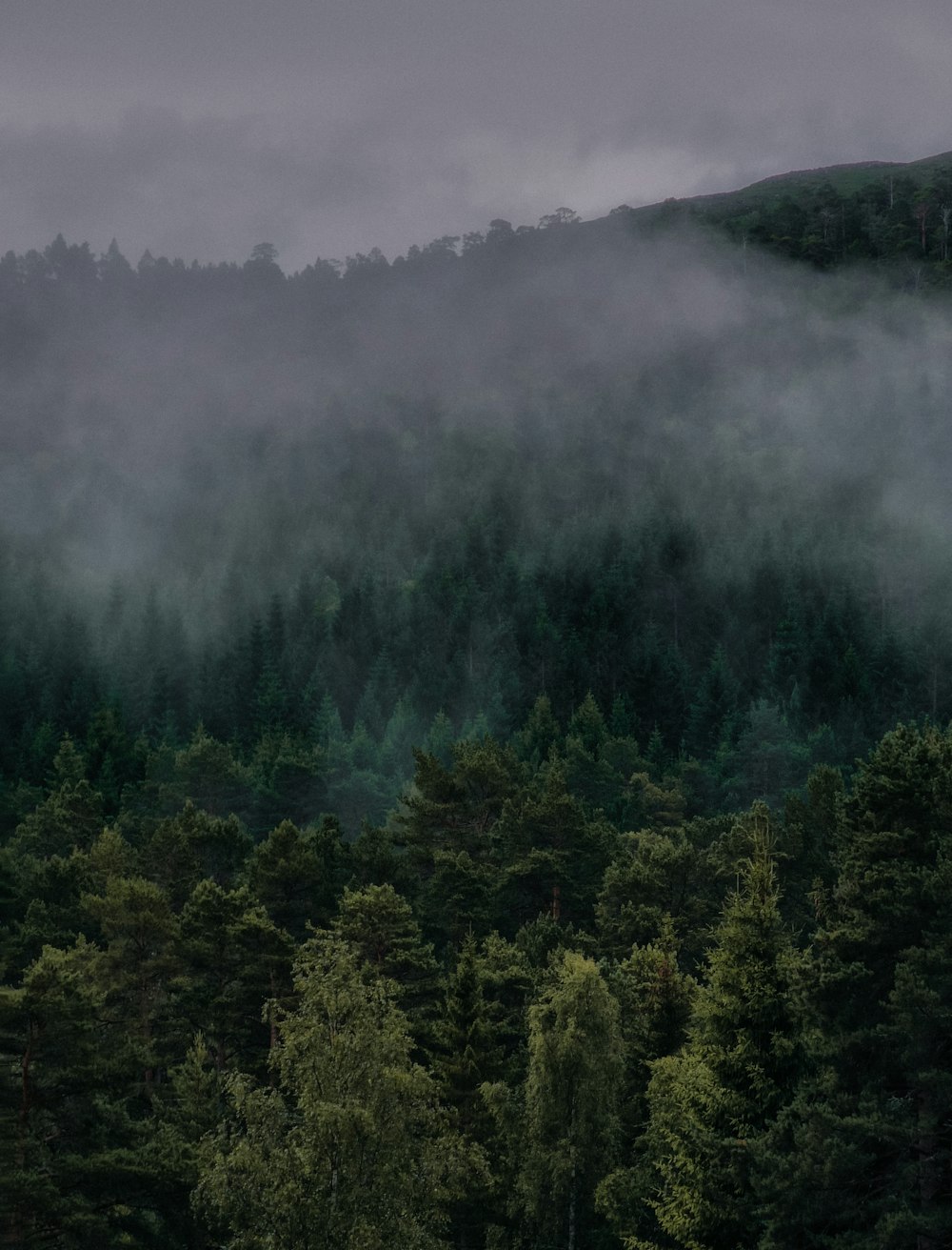 a forest of trees