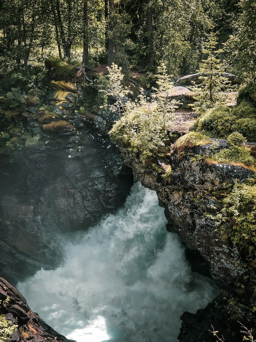 a river flowing through a forest