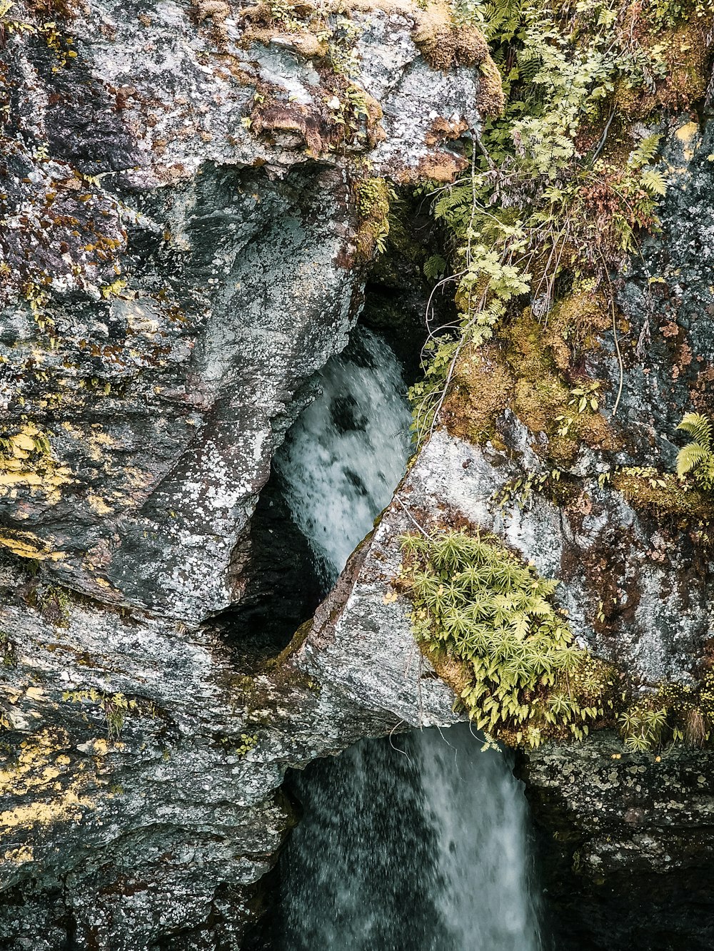 a river flowing through a forest